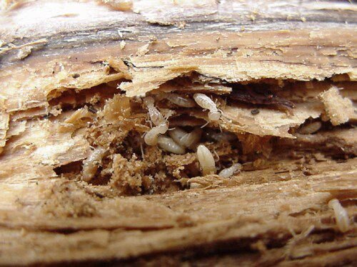 TermiteColony01-1