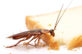 Cockroach on bread
